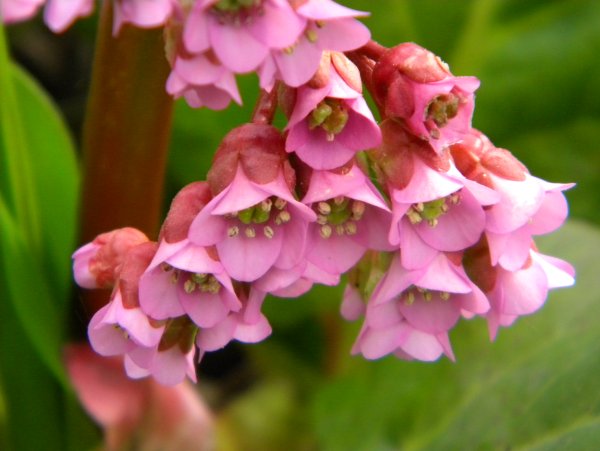 Бадан растение