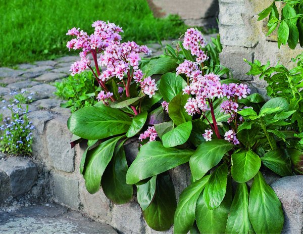 Бадан толстолистный Bergenia crassifolia