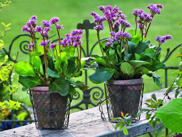 Бадан сердцелистный Winterglut