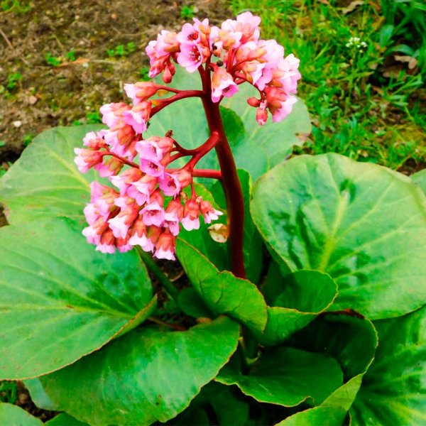 Бадан толстолистный