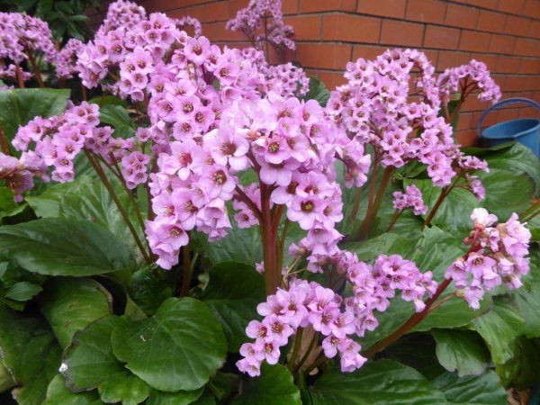 Бадан Саянский