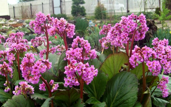 Бадан сердцелистный purpurea