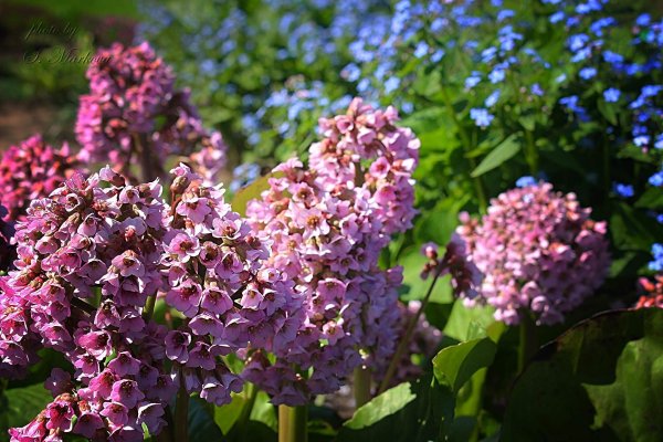 Бадан толстолистный Bergenia crassifolia