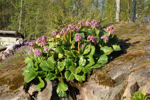 Бадан толстолистный (в. crassifolia)