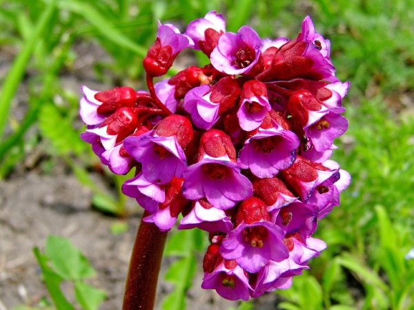 Бадан Пурпуреа