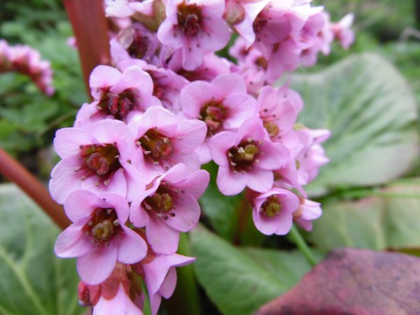 Бергения бадан сердцелистный rotblum