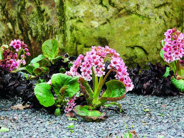 Бадан толстолистный