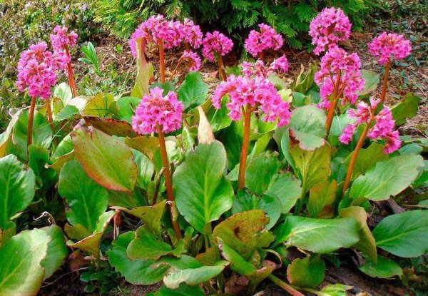 Бадан сердцелистный