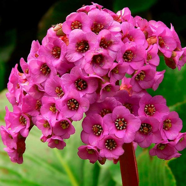 Бадан толстолистный