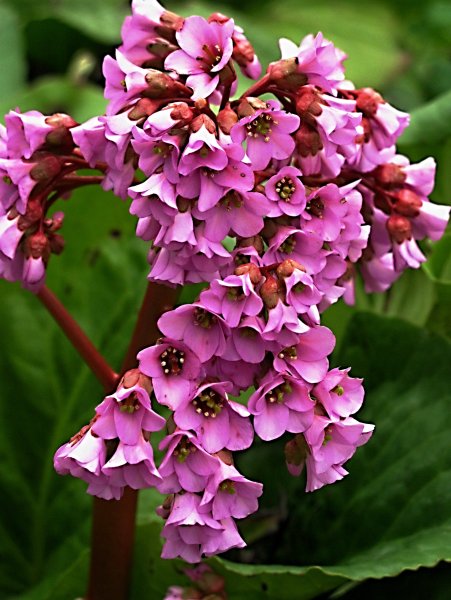 Бадан толстолистный цветок