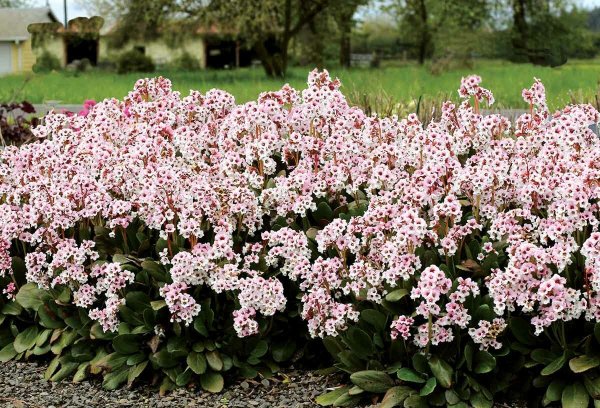 Бадан сердцелистный (Bergenia cordifolia)