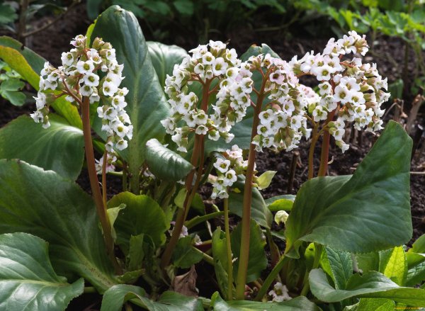 Бадан сердцелистный (Бергения)