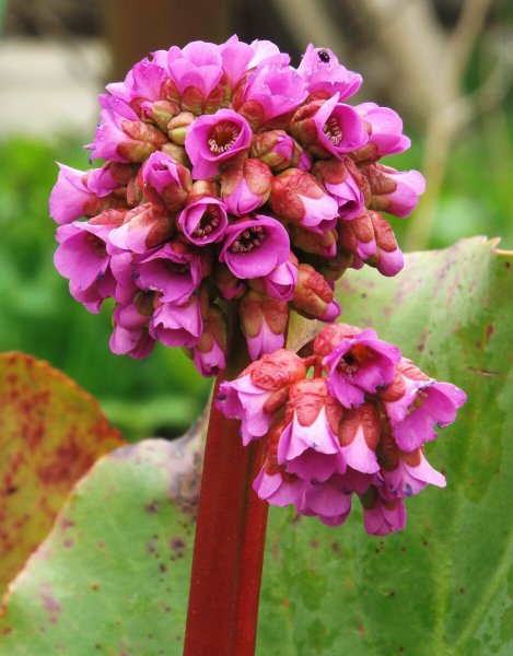 Бадан толстолистный цветок