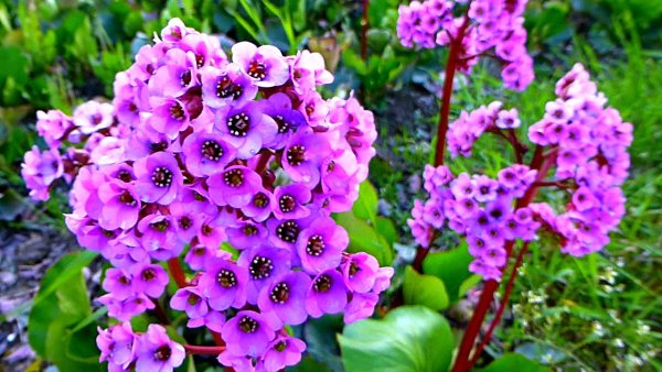 Бадан сиреневый