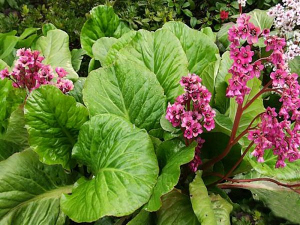 Бадан толстолистный Bergenia crassifolia