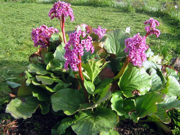 Бадан сердцелистный rotblum