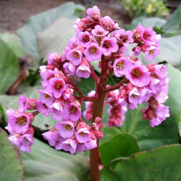 Бадан сердцелистный красная звезда