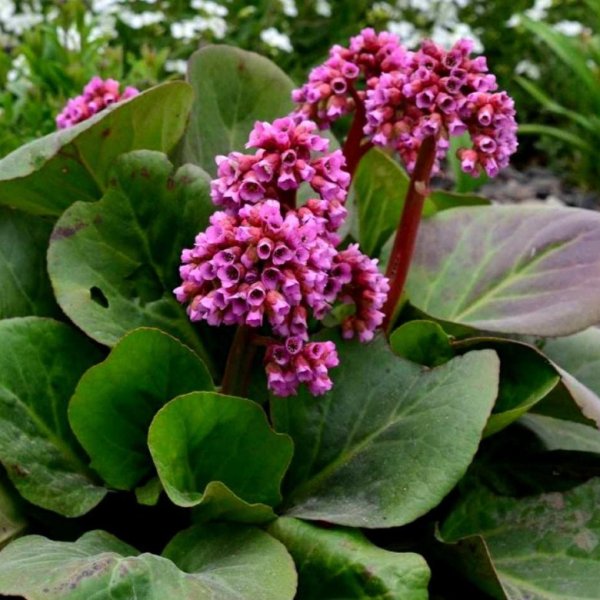 Бадан сердцелистный