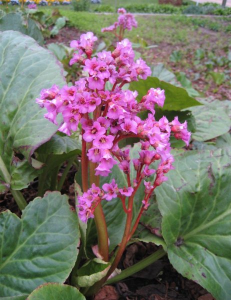 Бадан толстолистный