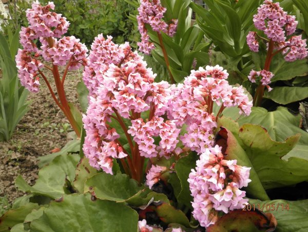 Бадан реснитчатый