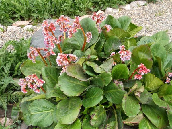 Бадан сердцелистный