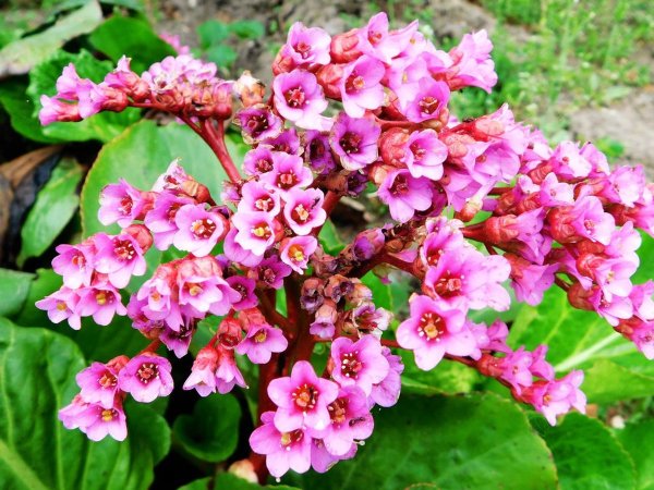 Bergenia cordifolia