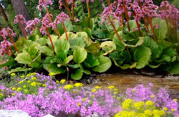 Бадан мелколистный