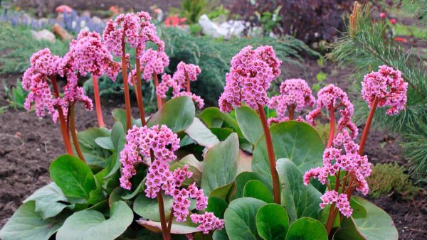 Бадан сердцелистный