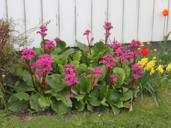 Бадан сердцелистный