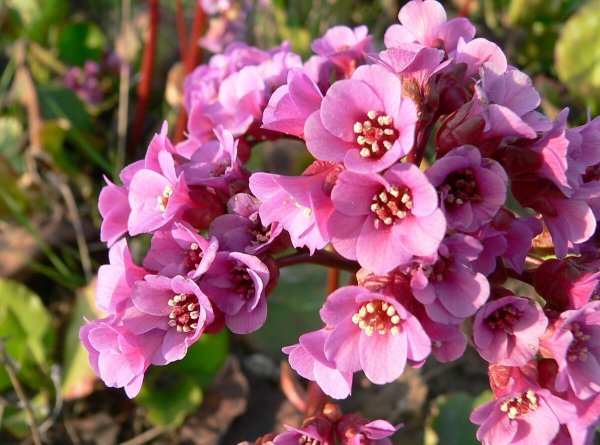 Бадан камнеломка