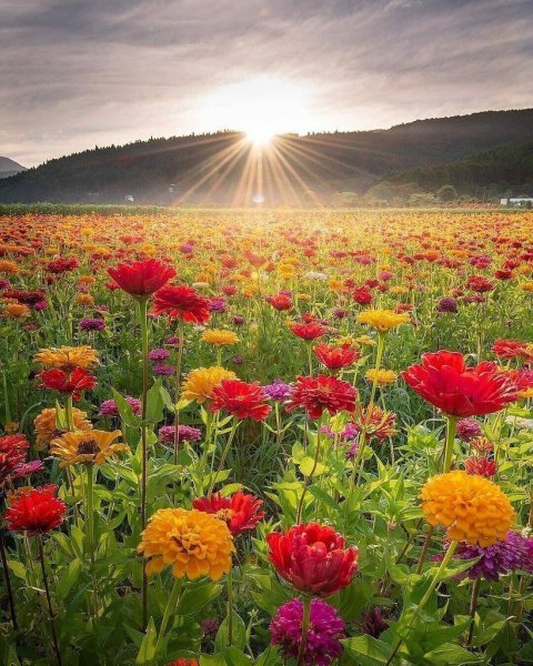 Природа цветы