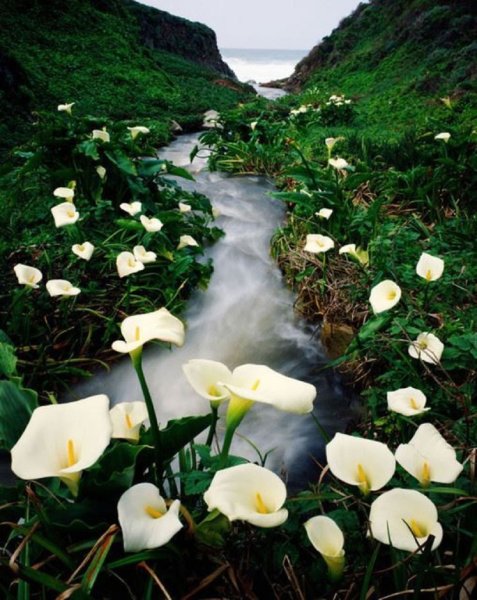 Цветы каллы в калифорнийской долине Calla Lily Valley