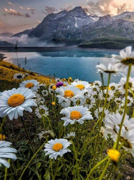 Ромашковое поле Каменск Уральский