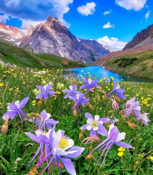 Высокогорные цветы