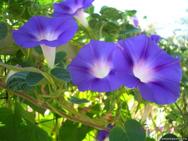 Граммофончики Вьюнки