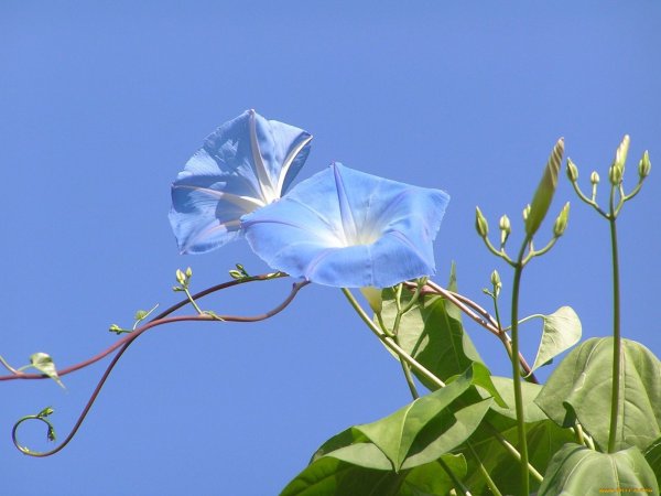 Вьюнок цветет