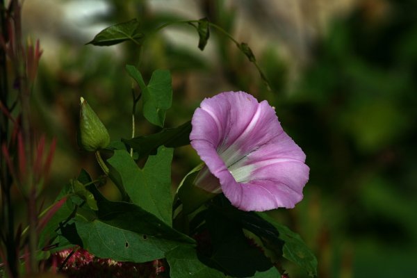 Вьюнок линейчатый