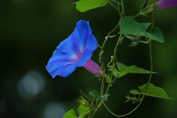 Ипомея Полевая