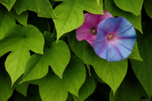 Вьюнок ипомея пурпуровая