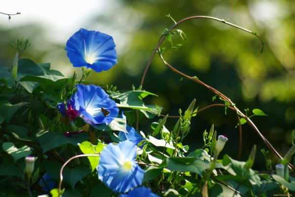 Вьюнок голубой лазурит