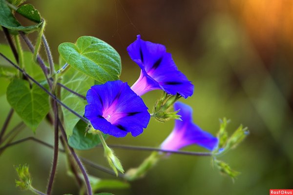 Мавританский Вьюнок