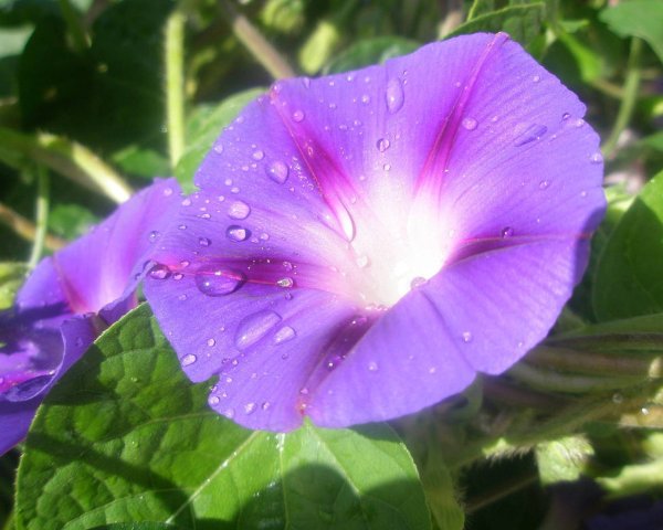 Мавританский Вьюнок