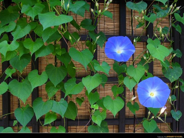 Вьюнок садовый