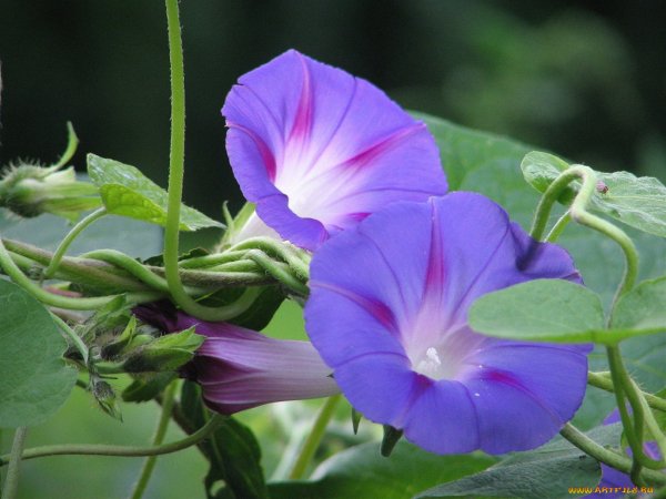 Вьюн растение