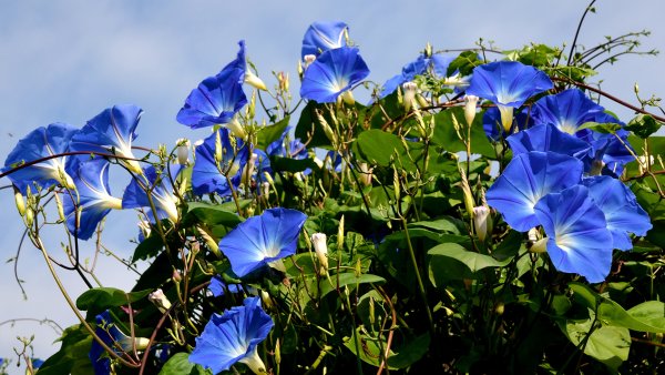Вьюнок полевой голубой