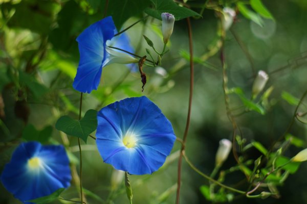 Ипомея Вьюнок