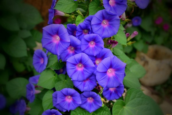 Ипомея виолацея