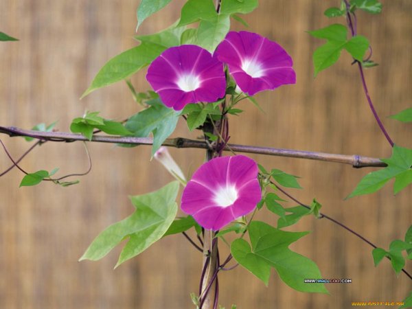 Цветок Вьюнок ипомея