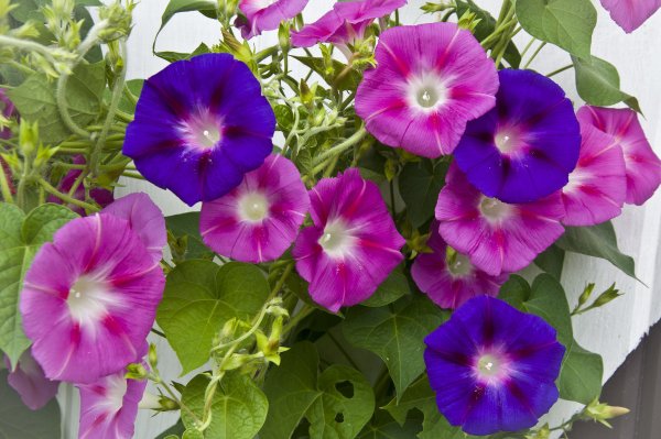 Вьюнок ипомея смесь