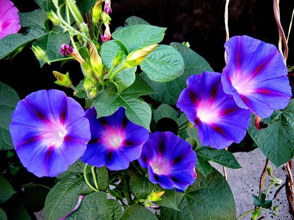 Ипомея ультрафиолет 0,2г Аэлита